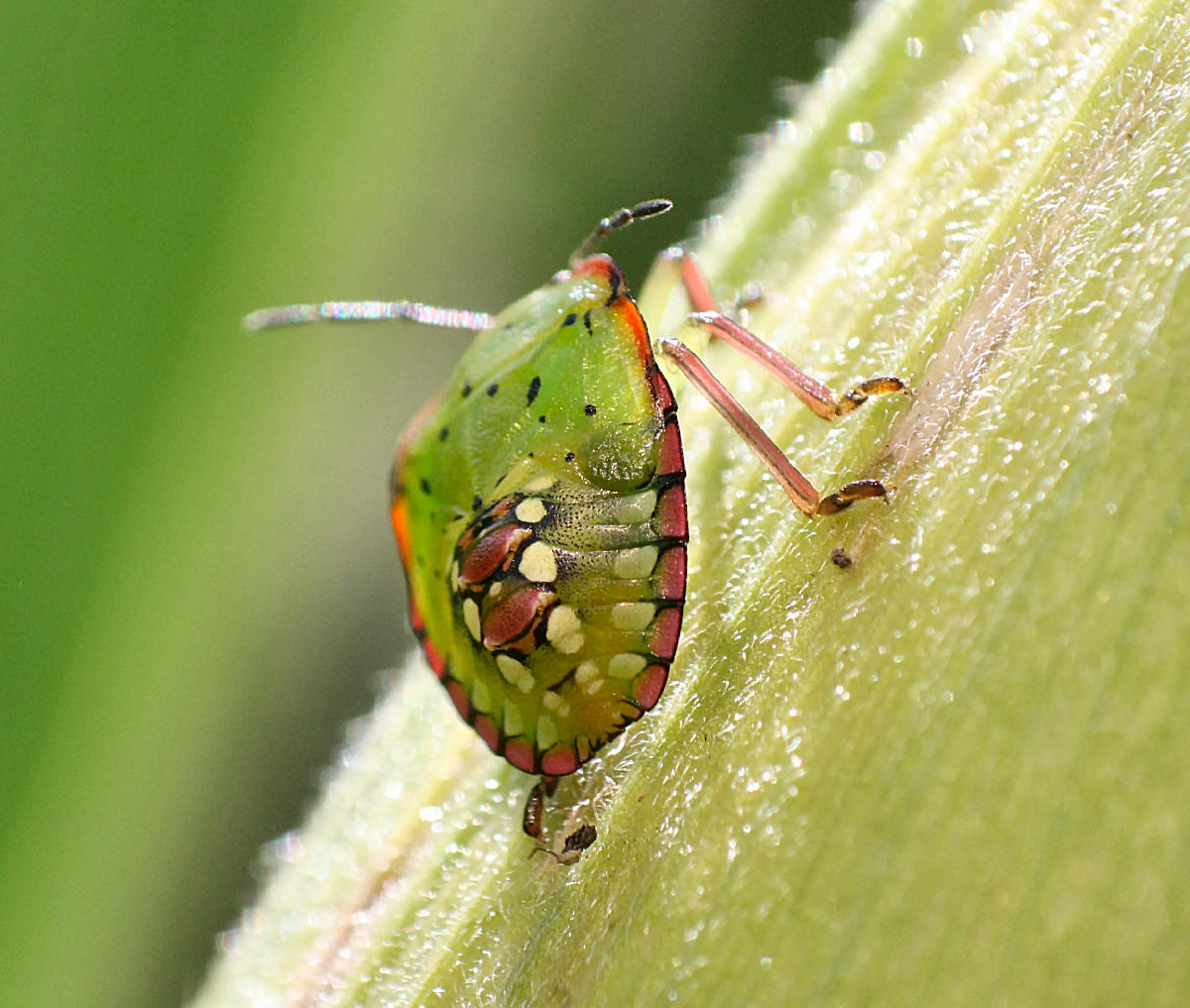 Nezara viridula - neanide